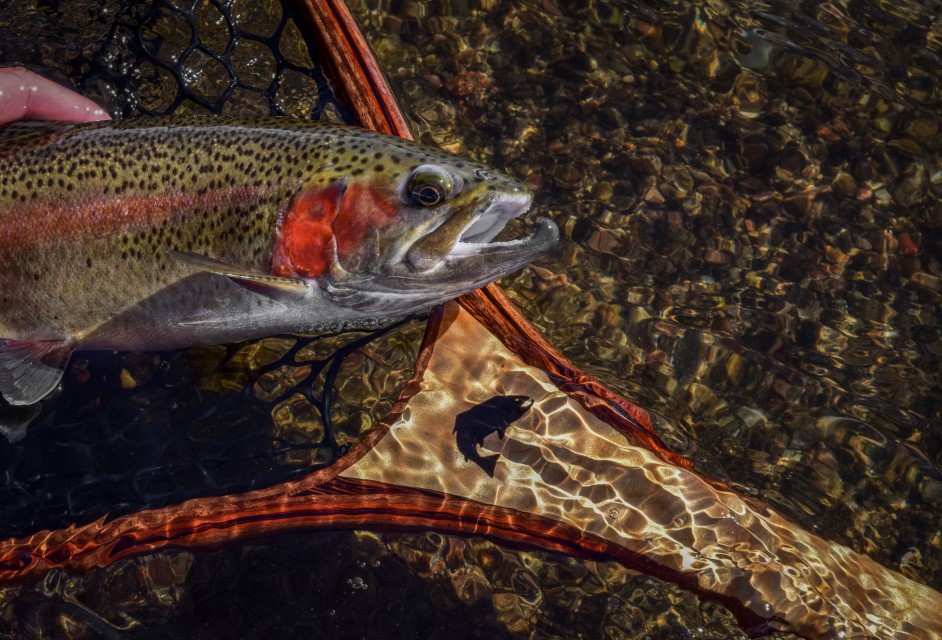 Rainbow trout in a custom landing net by Sierra Nets